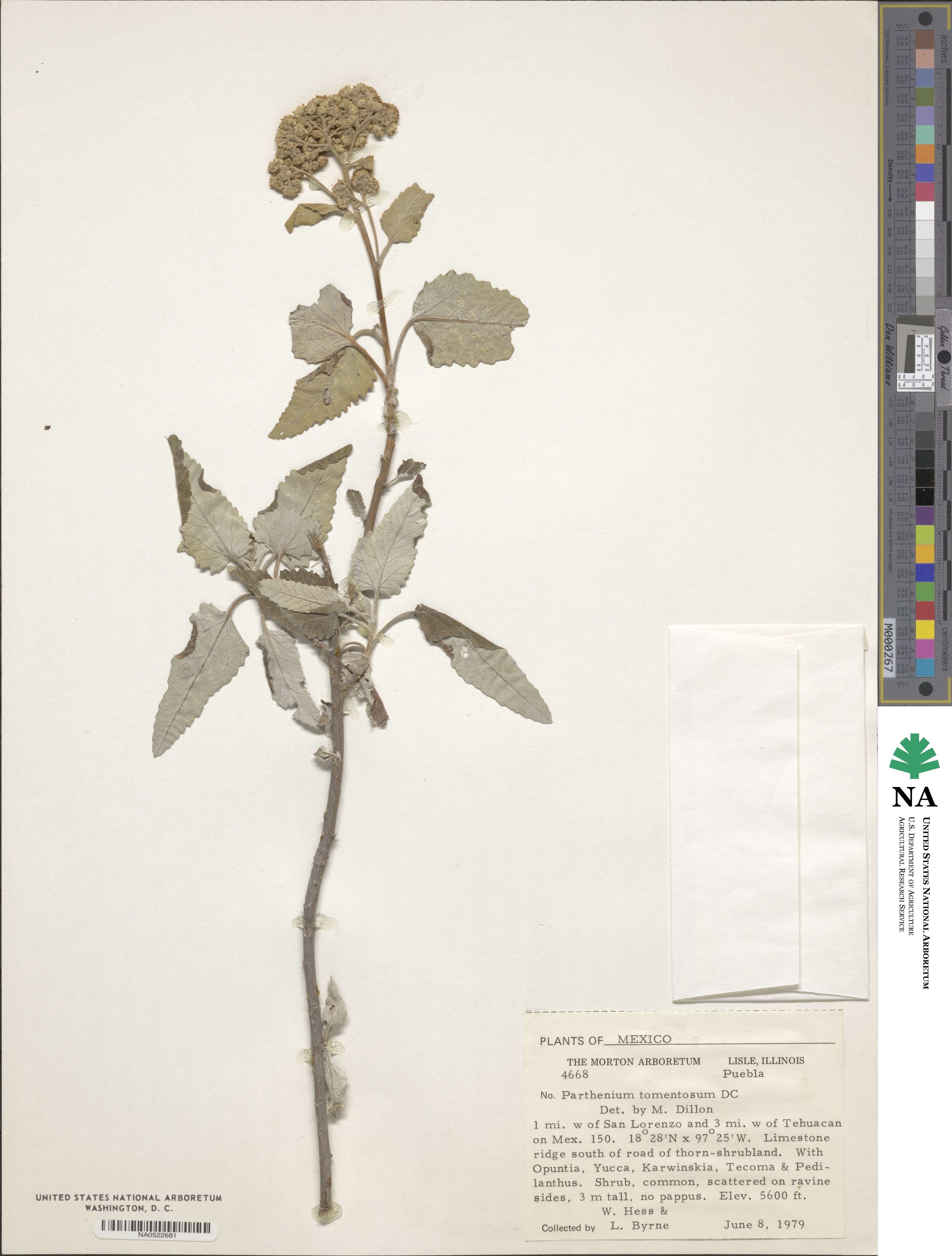 Parthenium tomentosum image
