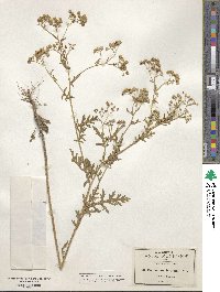 Parthenium confertum image