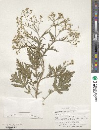 Parthenium hysterophorus image