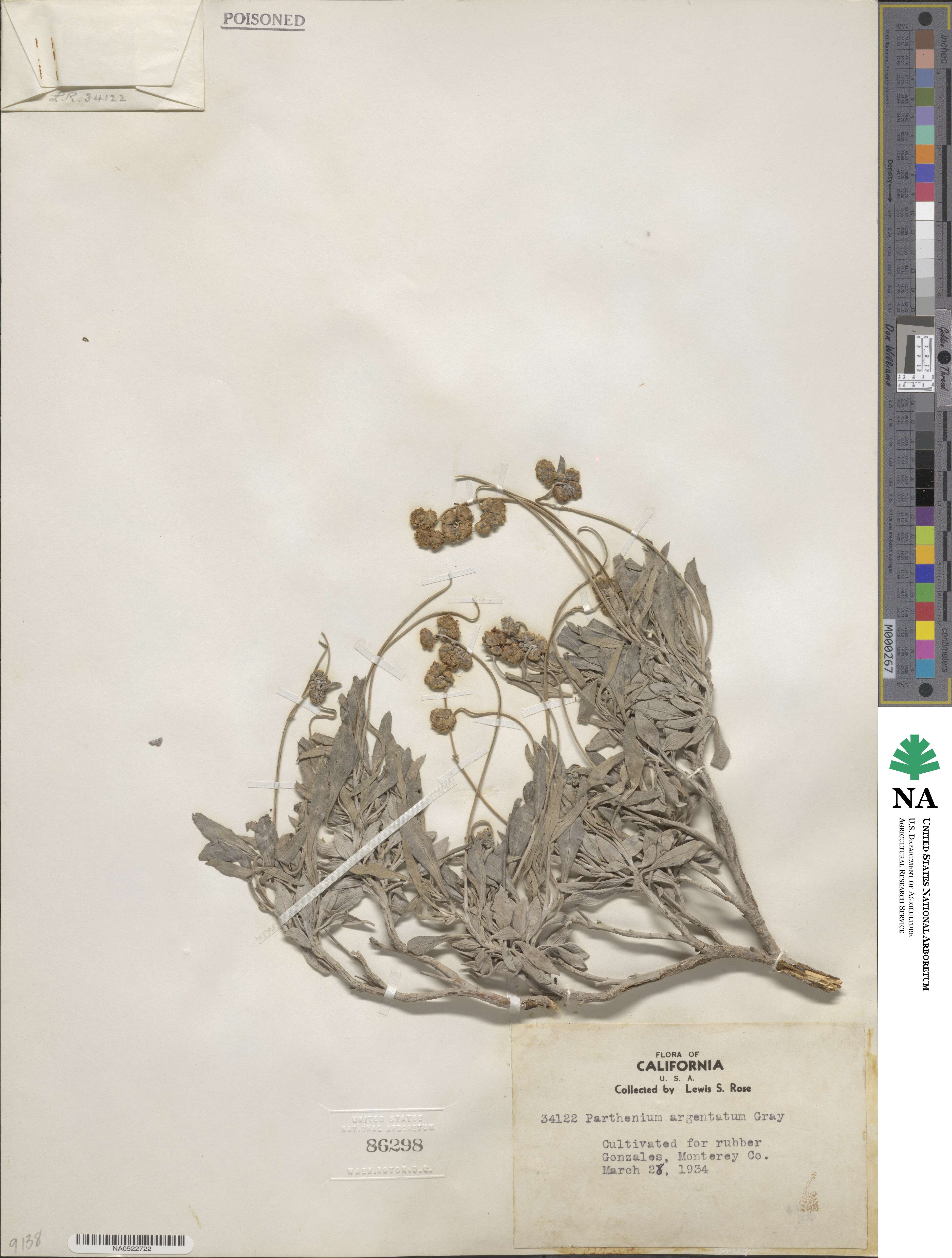 Parthenium argentatum image