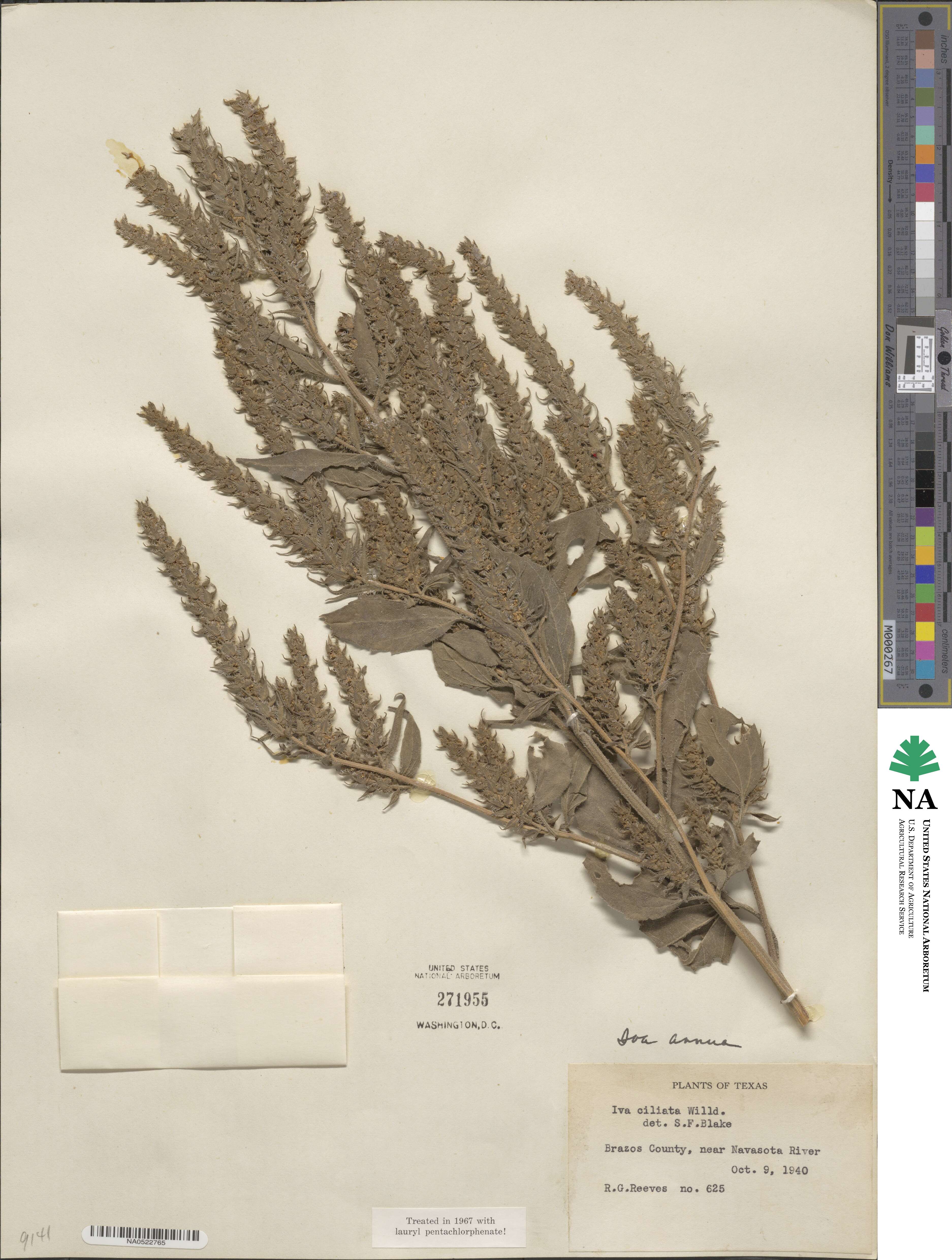Iva annua image