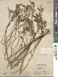 Iva asperifolia var. angustifolia image