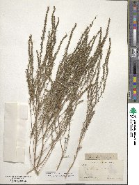 Iva asperifolia image