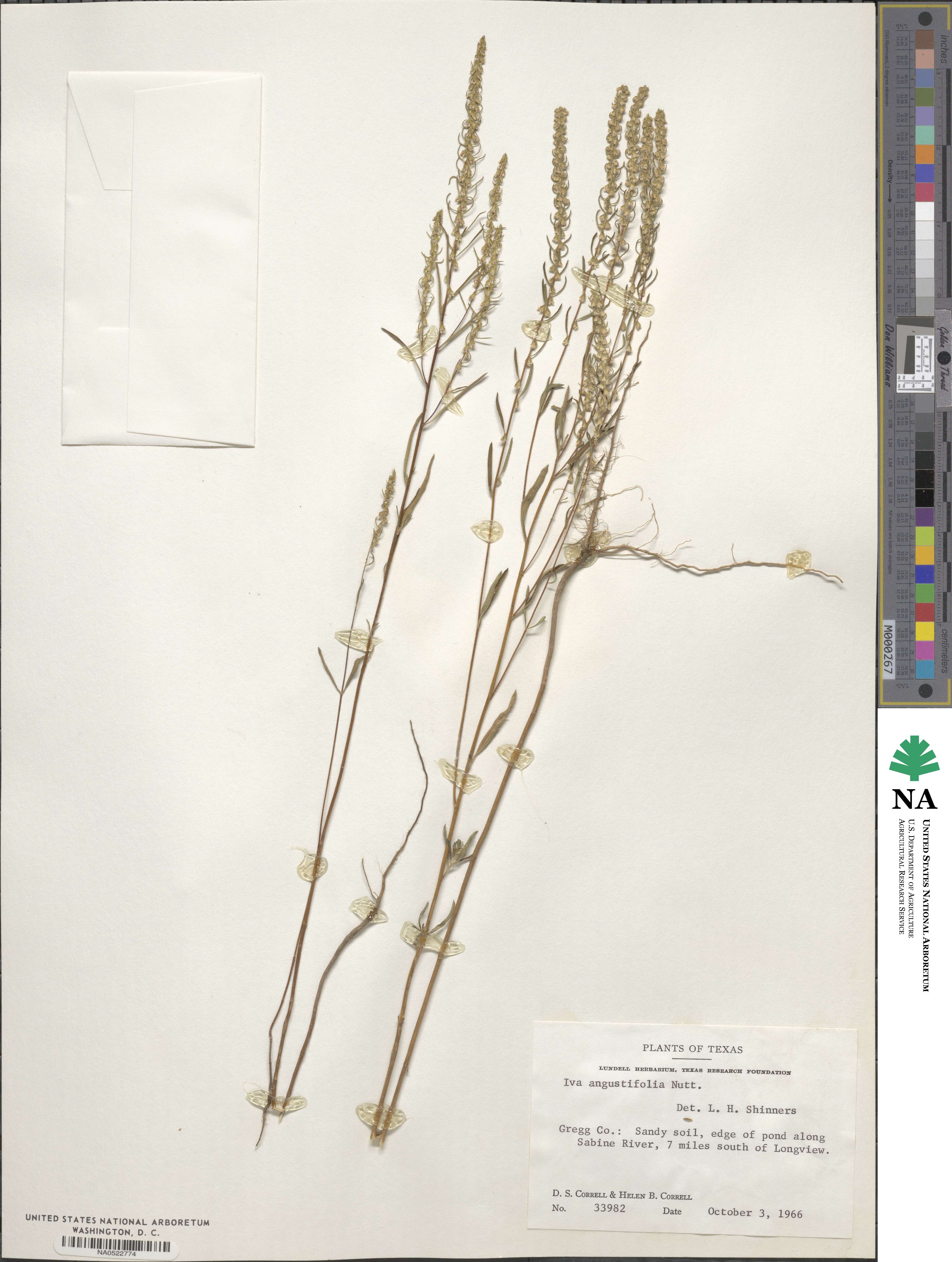 Iva asperifolia image
