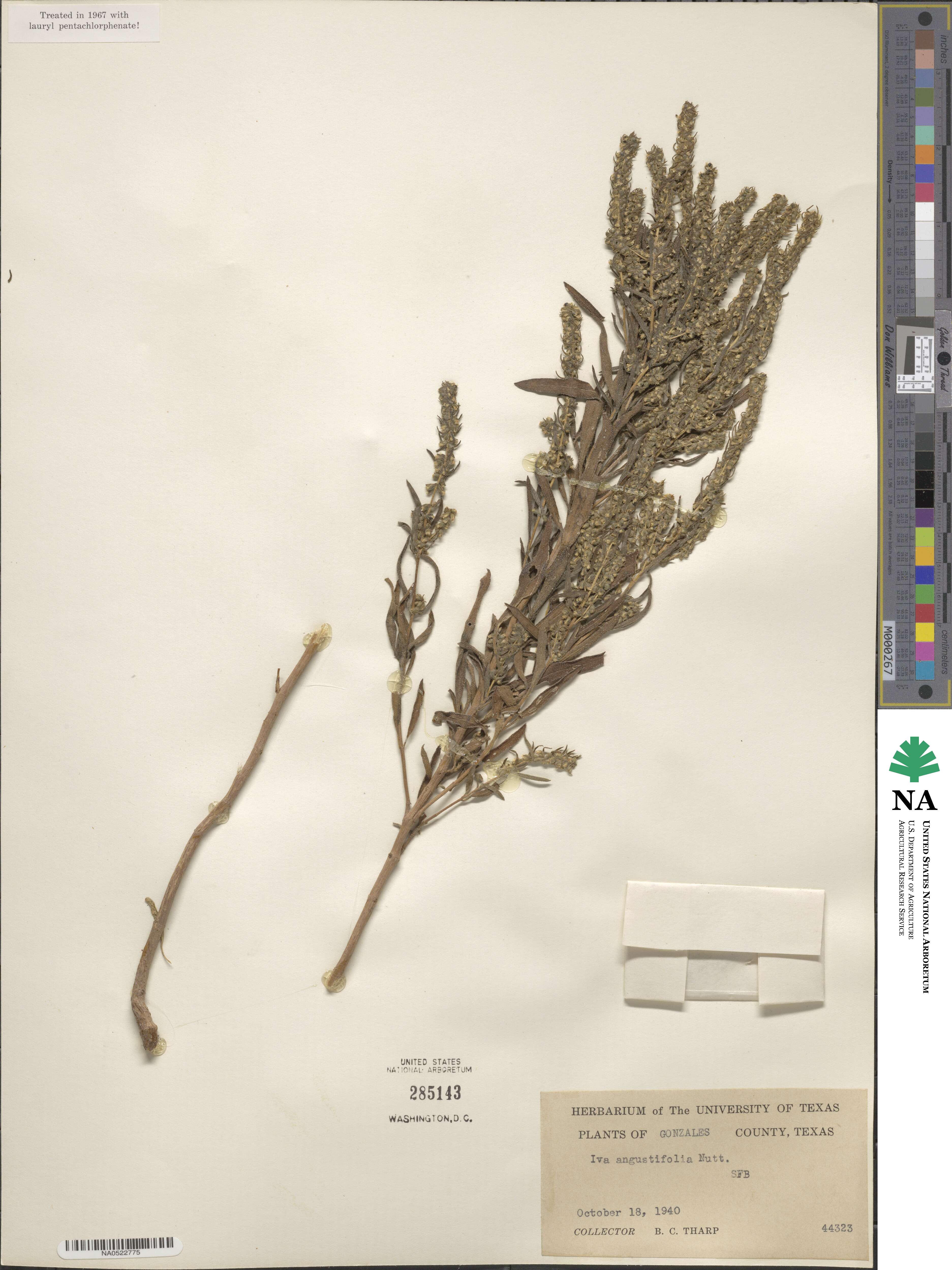 Iva asperifolia var. angustifolia image
