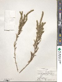 Iva asperifolia var. angustifolia image