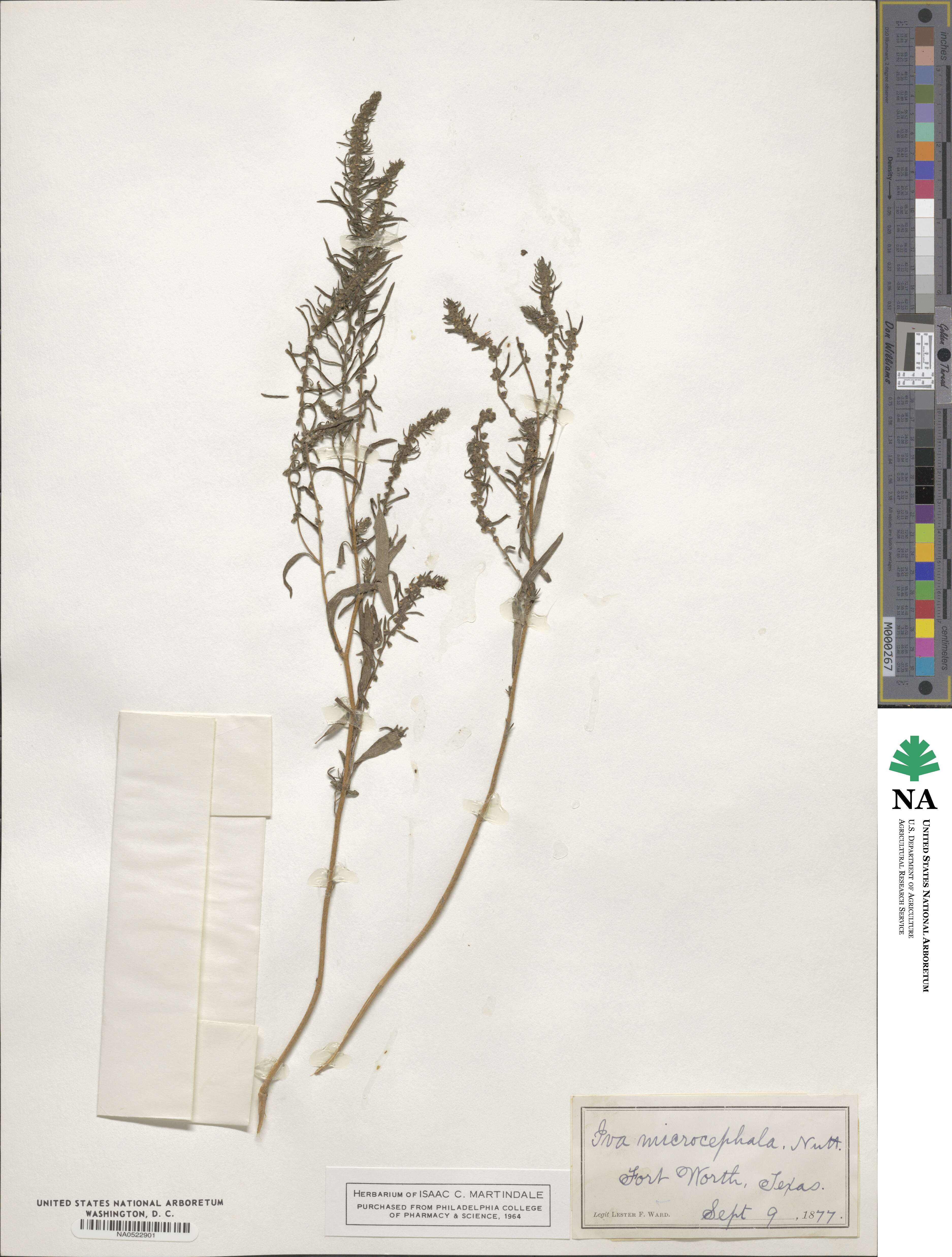 Iva microcephala image