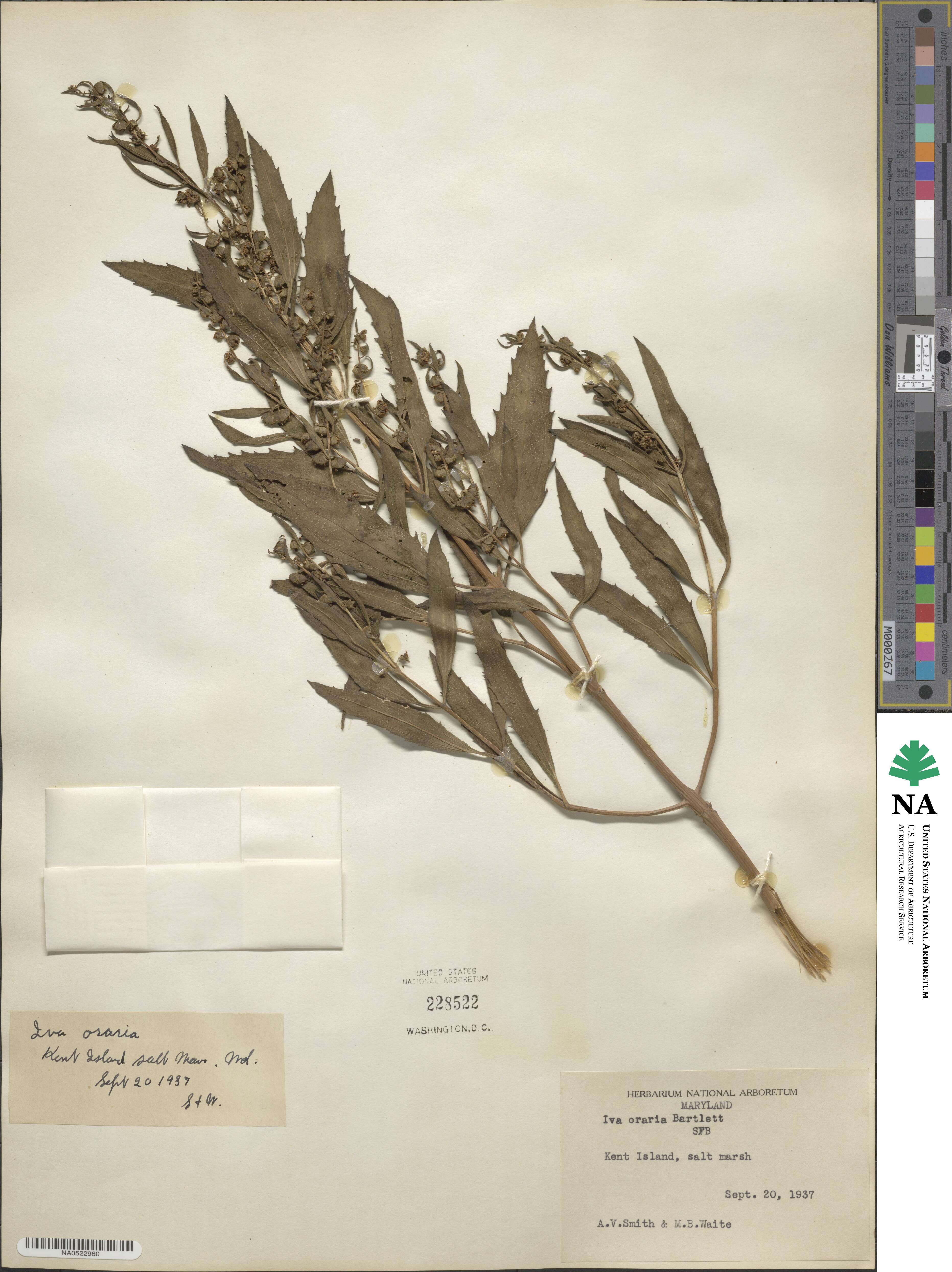 Iva frutescens image