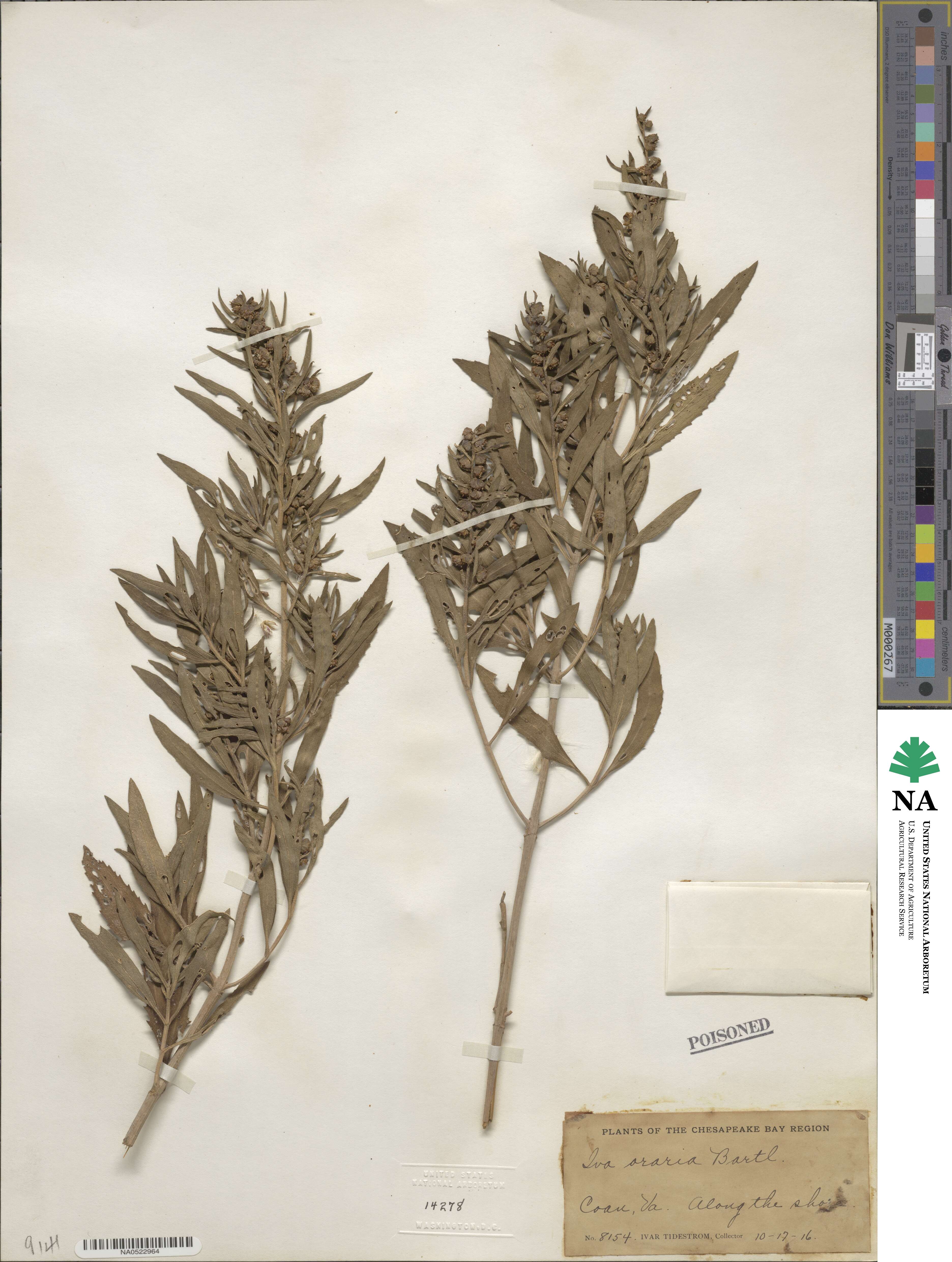 Iva frutescens subsp. oraria image