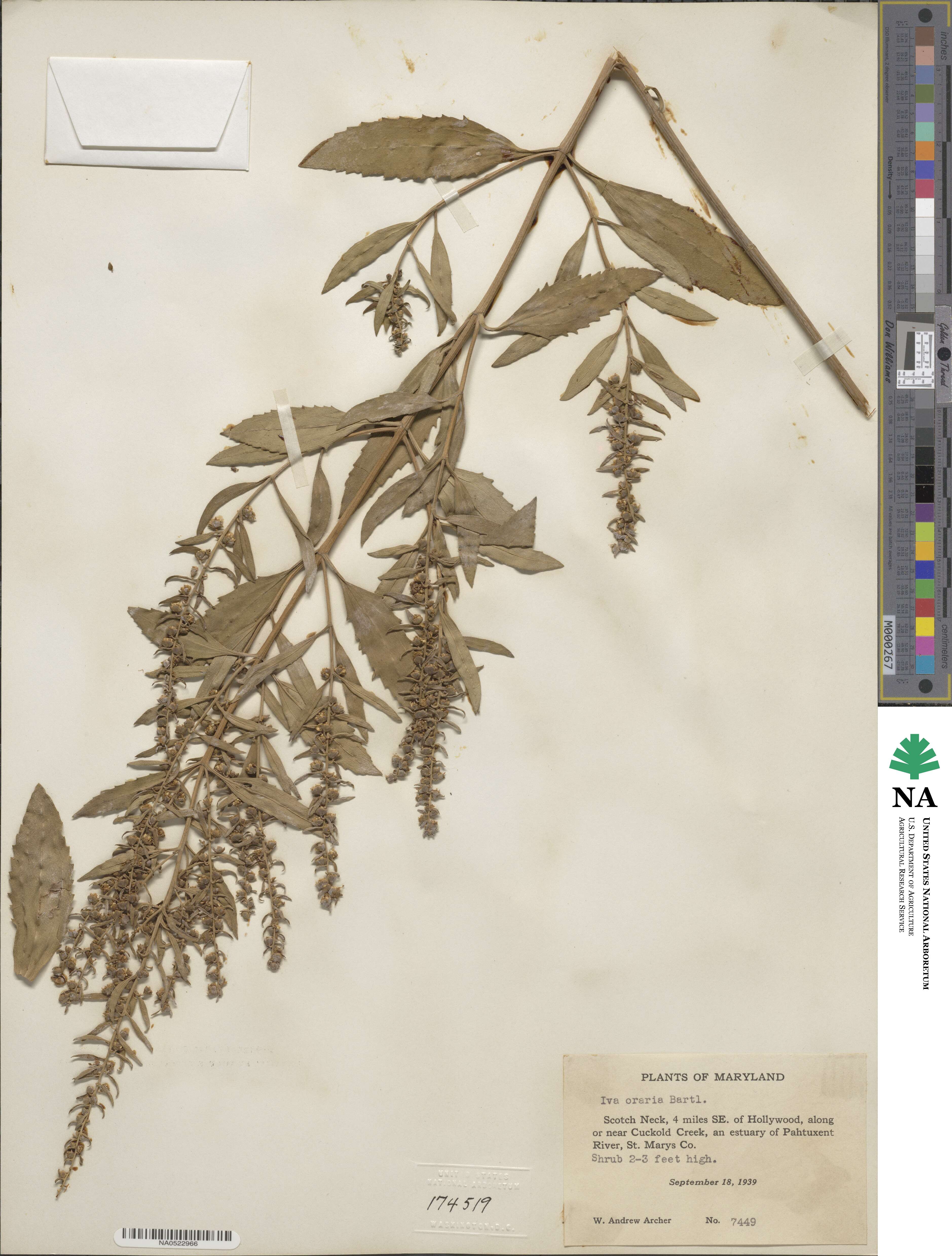 Iva frutescens subsp. oraria image