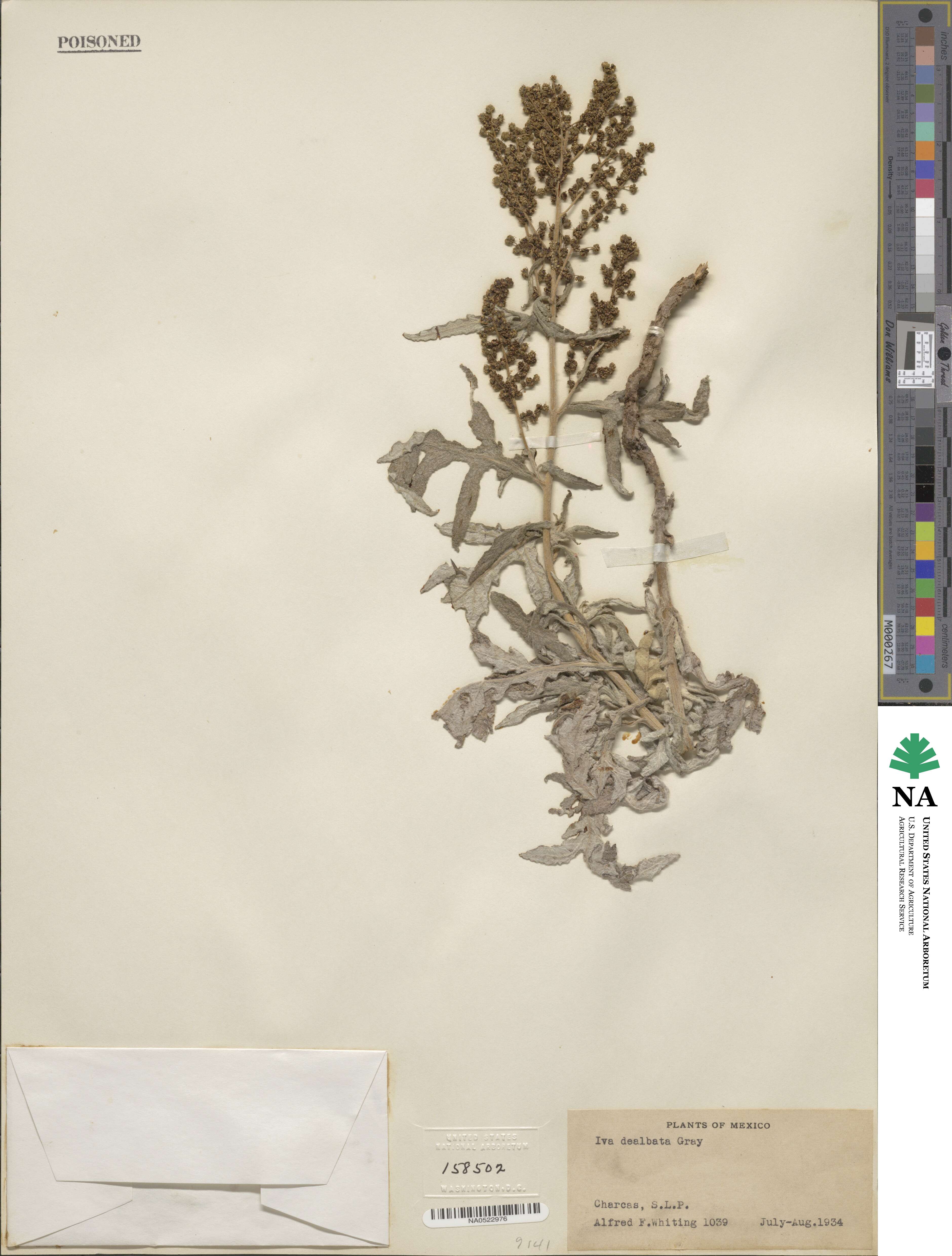 Euphrosyne dealbata image