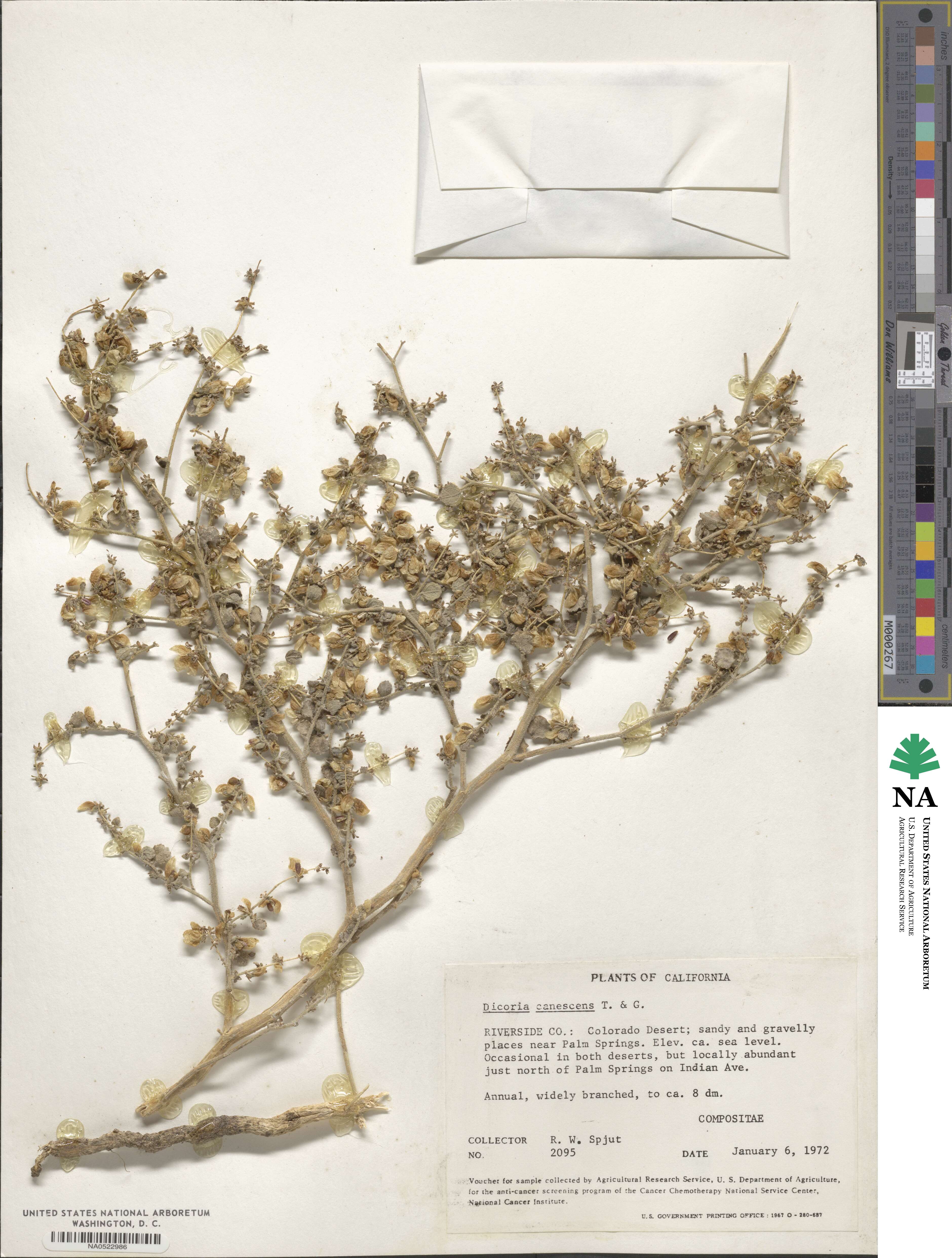 Dicoria canescens image