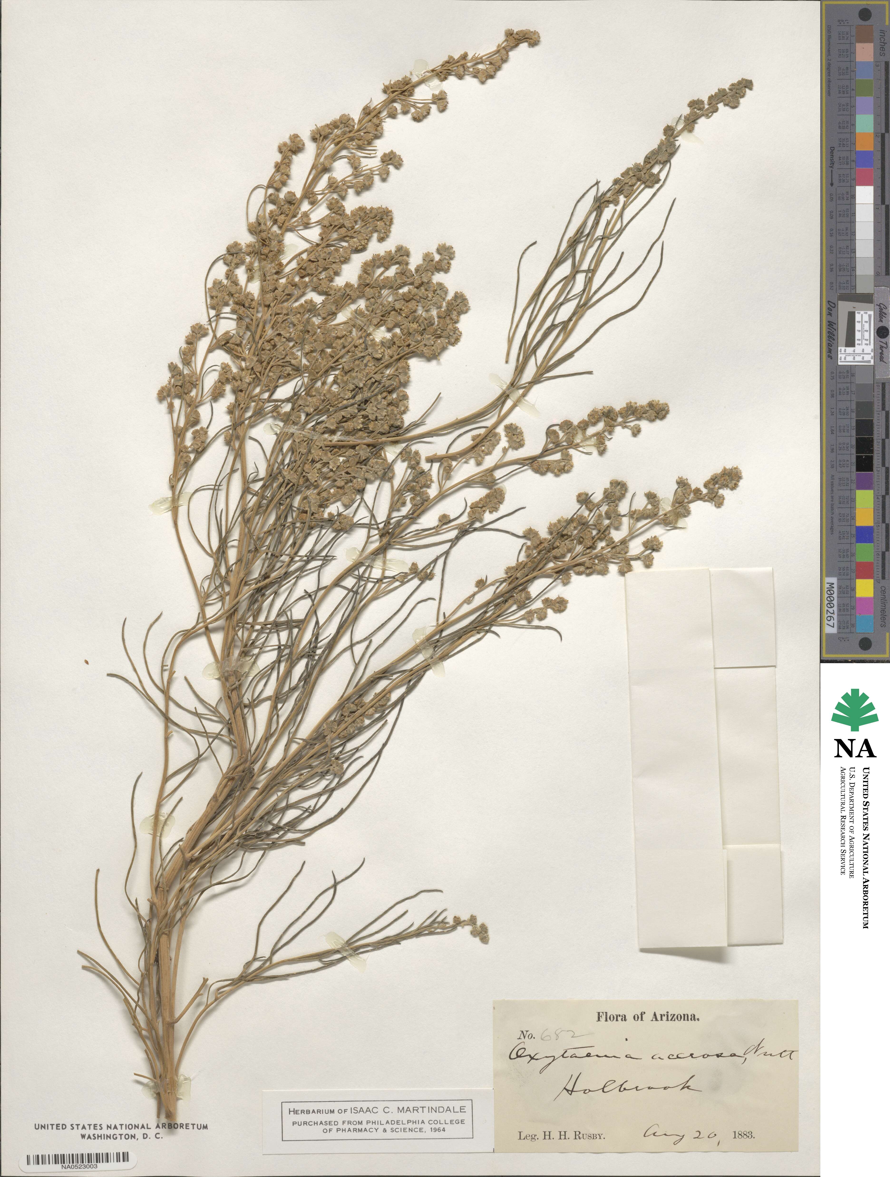 Euphrosyne acerosa image