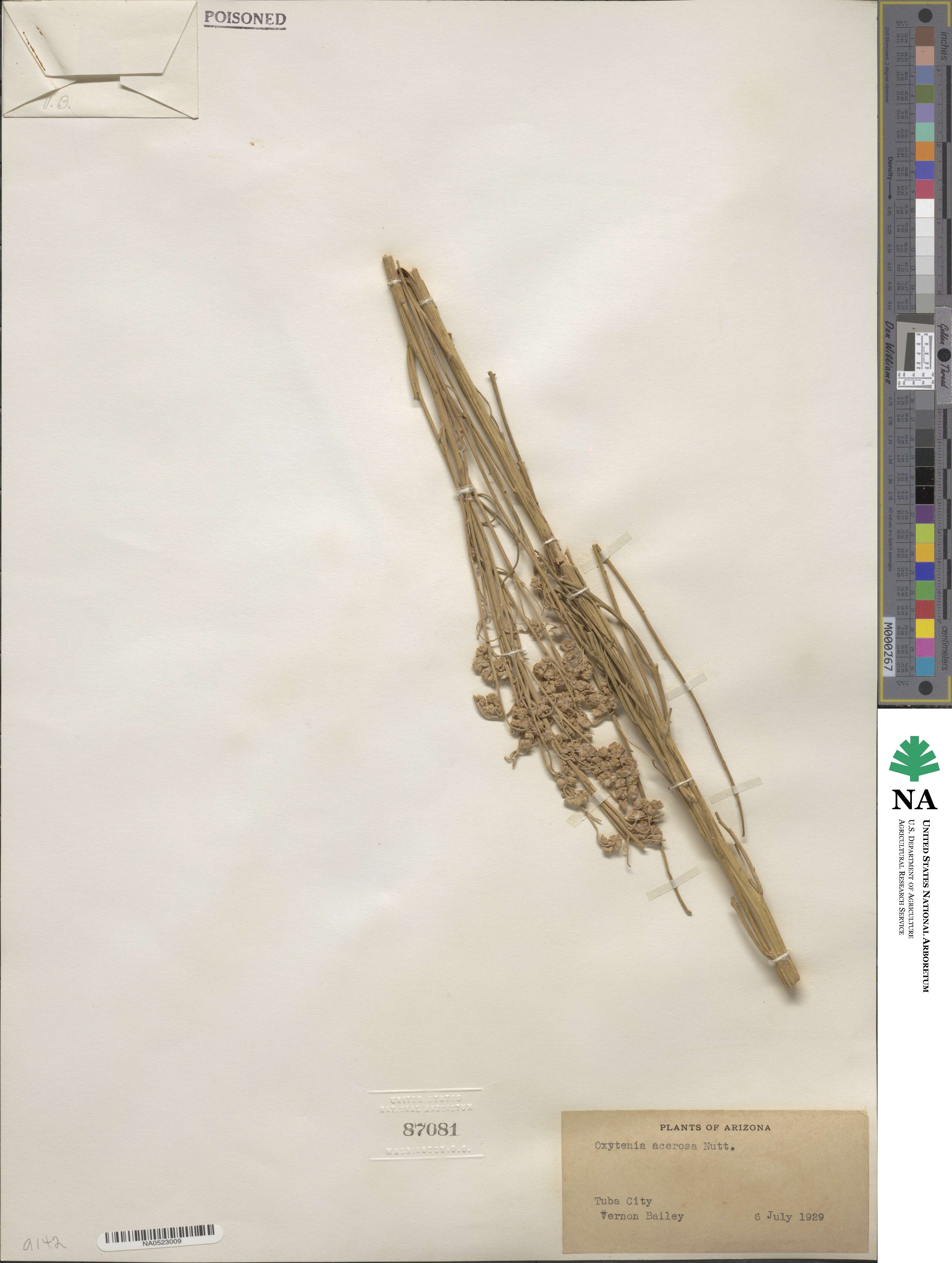 Euphrosyne acerosa image