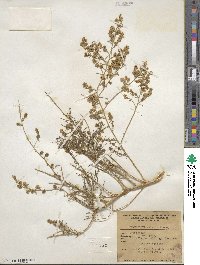 Ambrosia salsola image