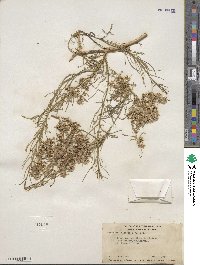 Ambrosia salsola image