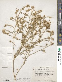 Ambrosia salsola image