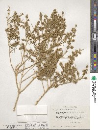 Ambrosia salsola image