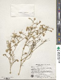 Ambrosia salsola image