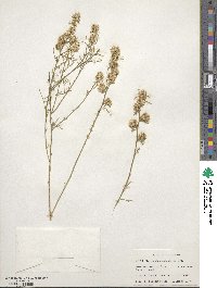 Ambrosia salsola image