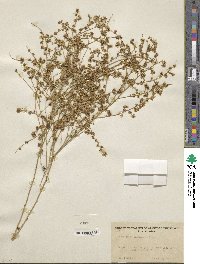 Ambrosia salsola var. pentalepis image