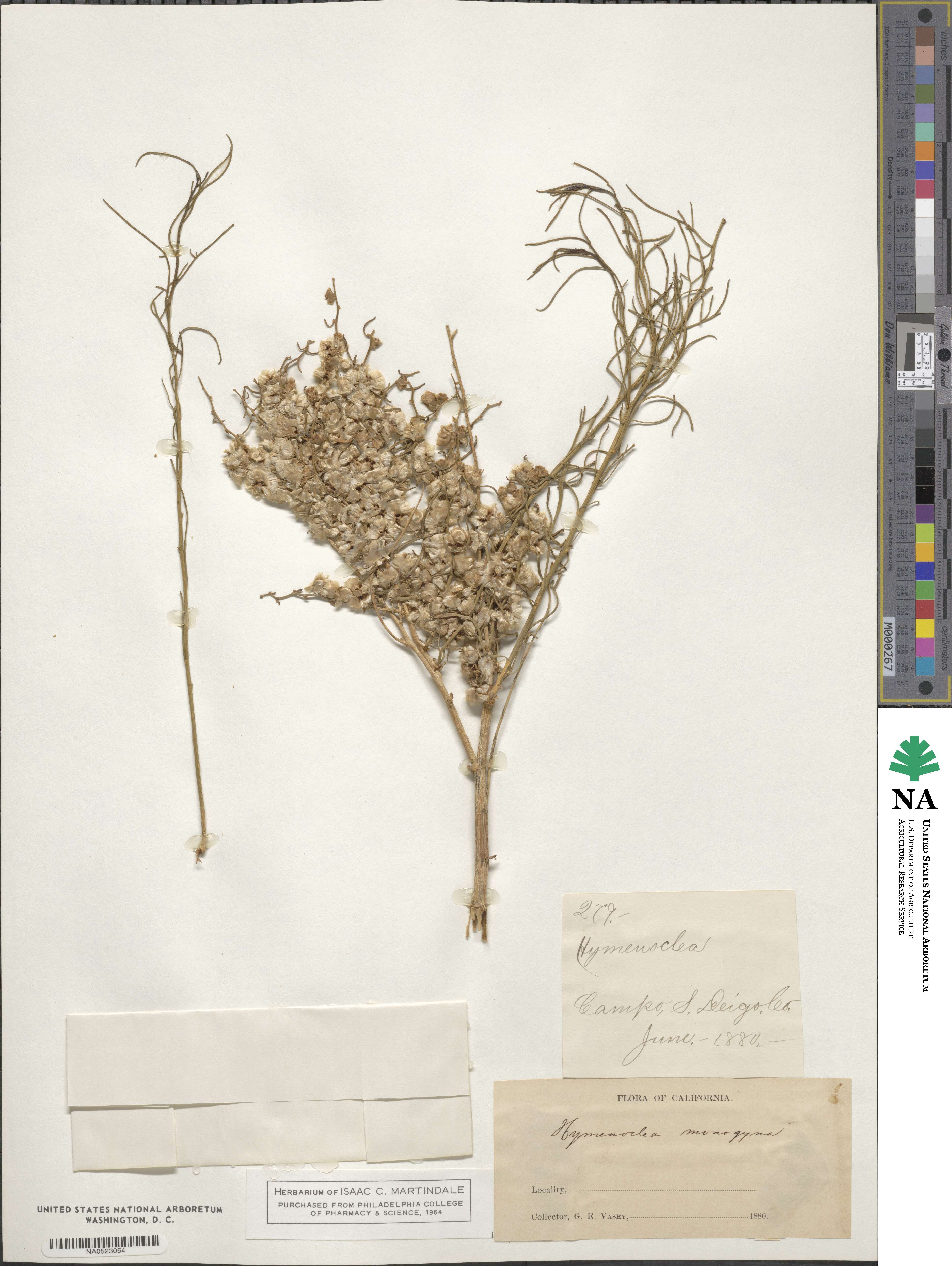 Ambrosia monogyra image