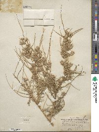 Ambrosia salsola var. fasciculata image