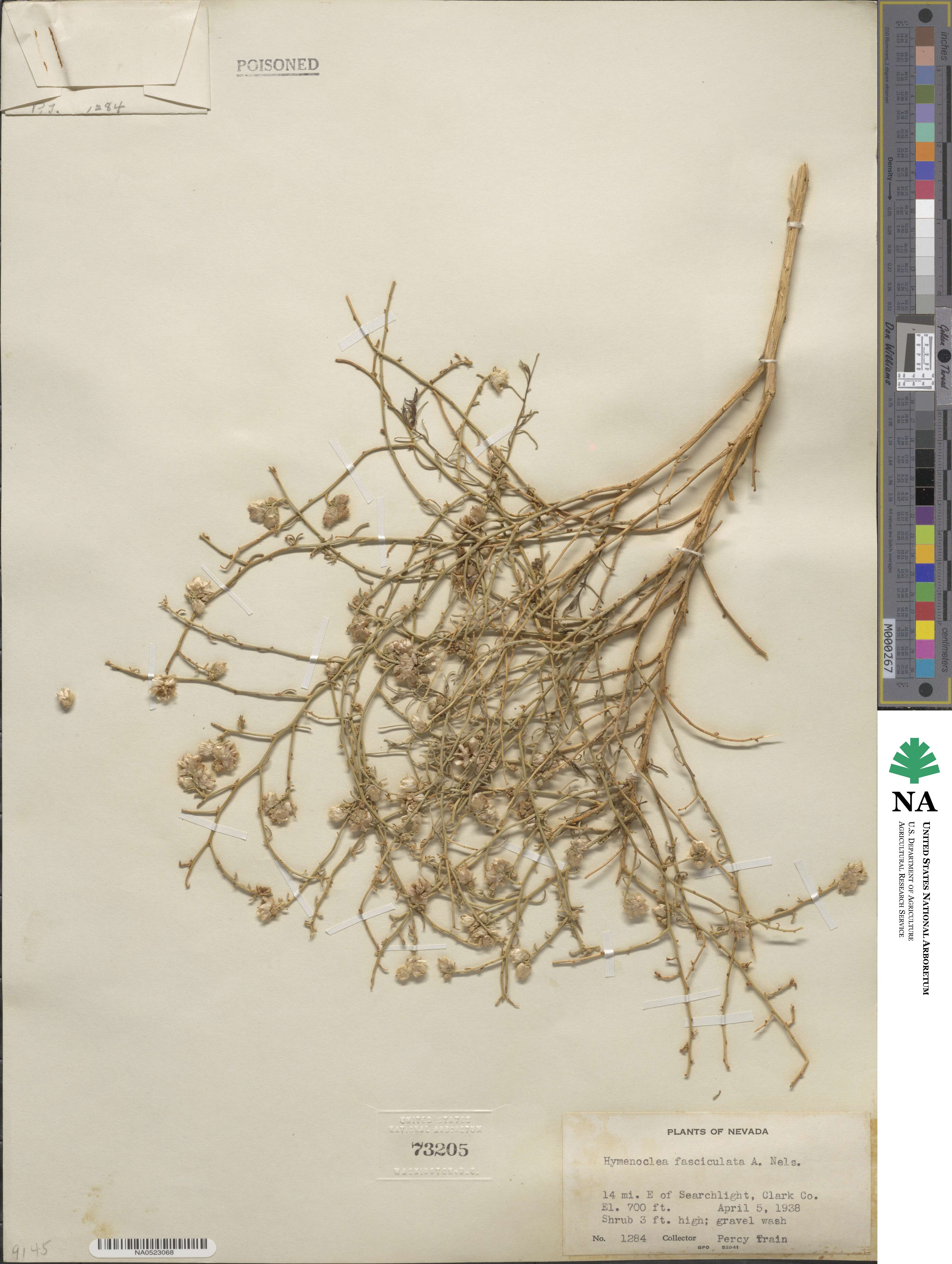 Ambrosia salsola var. fasciculata image
