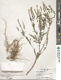 Ambrosia artemisiifolia image