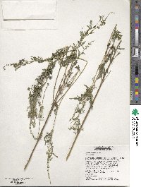 Ambrosia artemisiifolia image