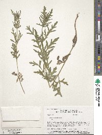 Ambrosia artemisiifolia image