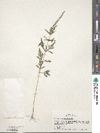 Ambrosia artemisiifolia image