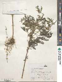 Ambrosia artemisiifolia image