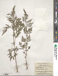 Ambrosia artemisiifolia image