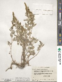 Ambrosia artemisiifolia image