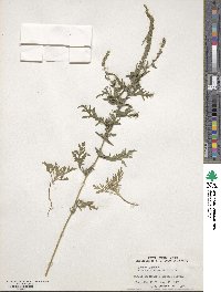 Ambrosia artemisiifolia image