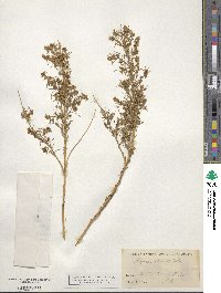 Ambrosia salsola image