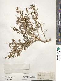 Ambrosia salsola image