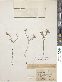 Melampodium sericeum image