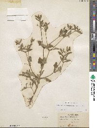 Melampodium longifolium image