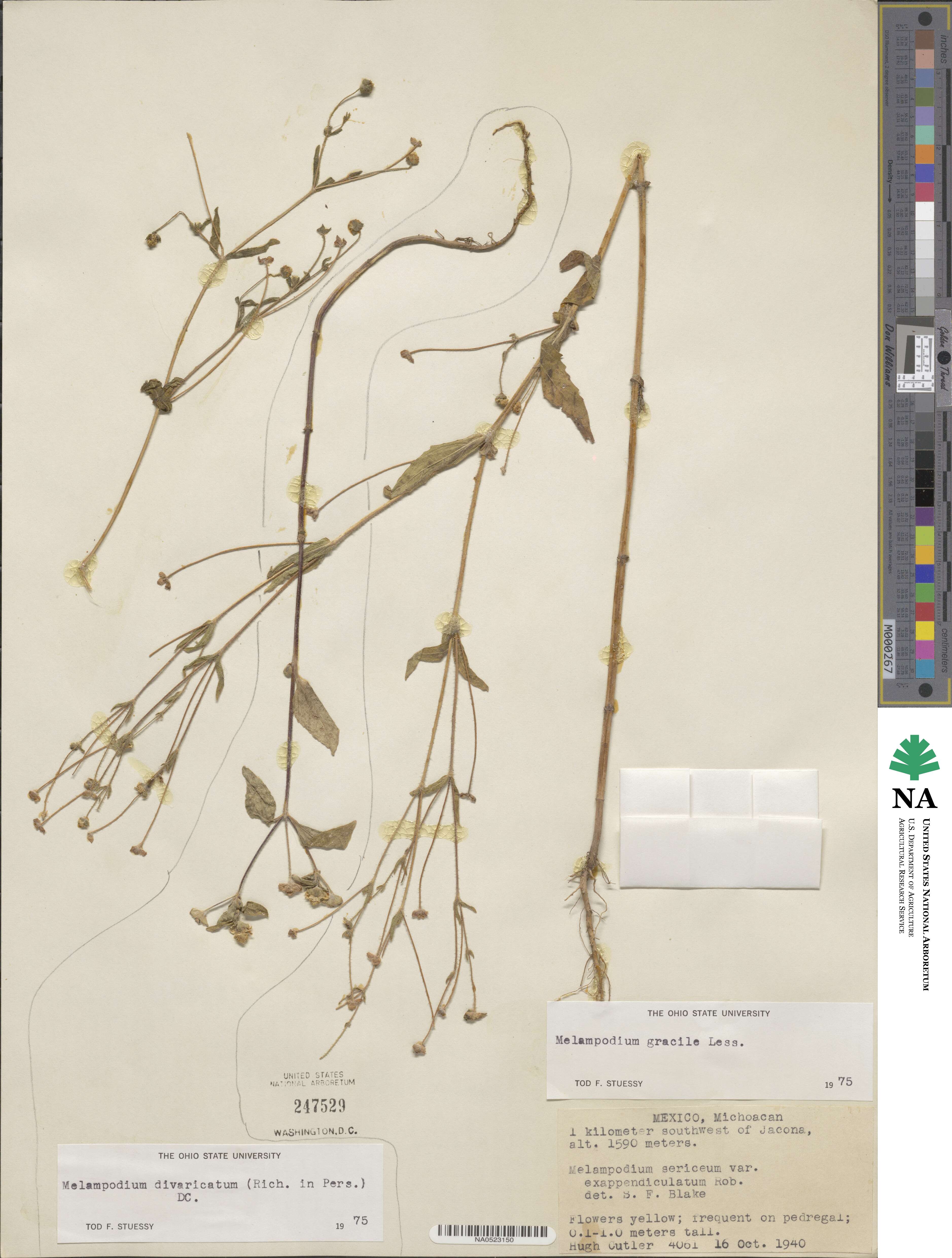 Melampodium gracile image