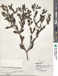 Acanthospermum hispidum image