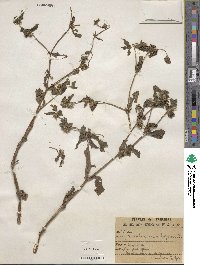 Acanthospermum hispidum image