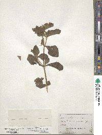 Acanthospermum hispidum image