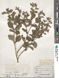 Acanthospermum hispidum image