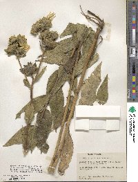 Silphium integrifolium var. asperrimum image