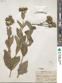 Silphium integrifolium image