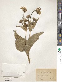 Silphium integrifolium image