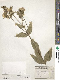 Silphium integrifolium image