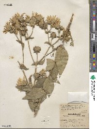 Silphium integrifolium image